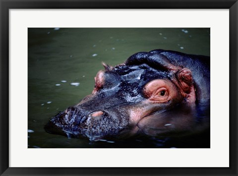 Framed Close-up of a hippopotamus in water (Hippopotamus amphibius) Print