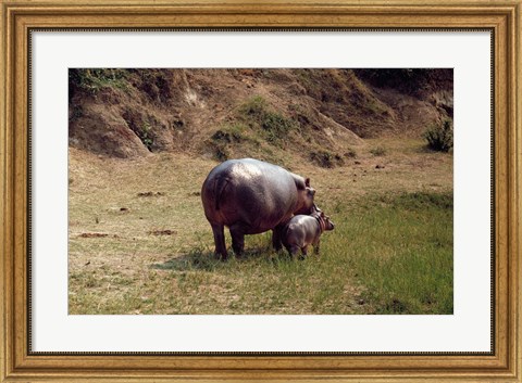 Framed Africa, Hippopotamus (Hippopotamus amphibius) mother with young near Nile River Print