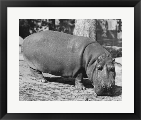 Framed Hippopotamus Black and White Print