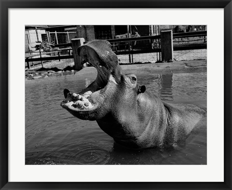 Framed USA, Louisiana, New Orleans, Hippopotamus in zoo Print
