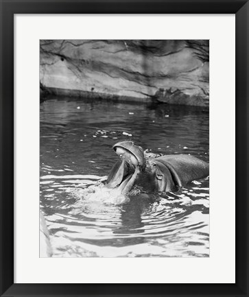 Framed Hippopotamus (Hippopotamus amphibius) in water Print