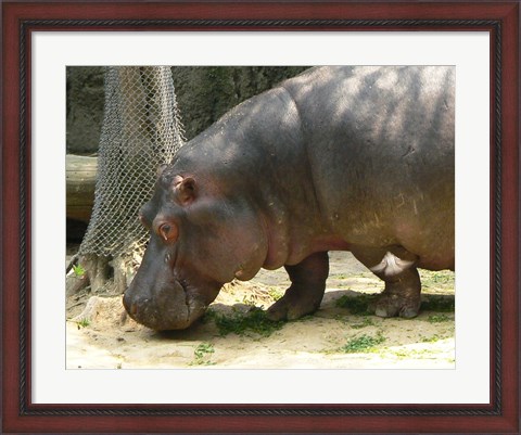 Framed Face Hippopotamus Amphibius Mexico Print