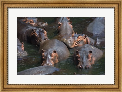Framed Hippo Pod Print