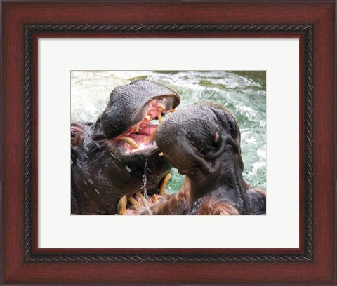 Framed Hippopotamus at Barcelona Zoo Print
