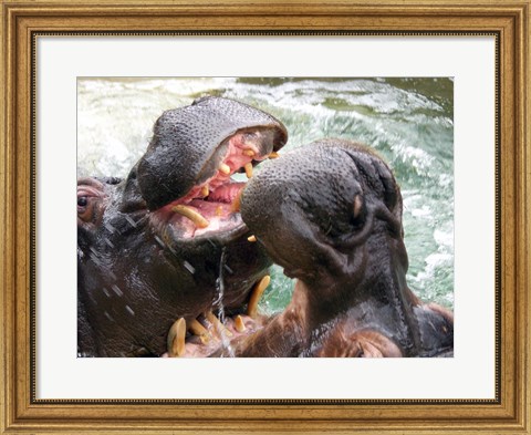 Framed Hippopotamus at Barcelona Zoo Print