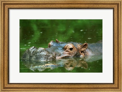 Framed Hippopotamus Surfacing Print