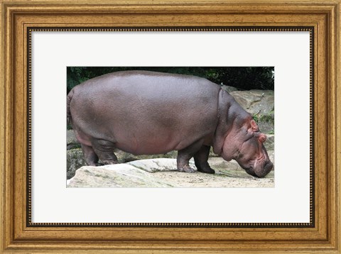 Framed Nijlpaard Print