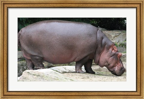 Framed Nijlpaard Print