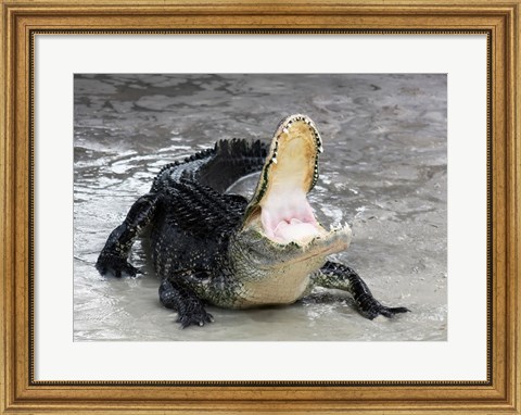 Framed Alligator Mississippiensis Defensive Print