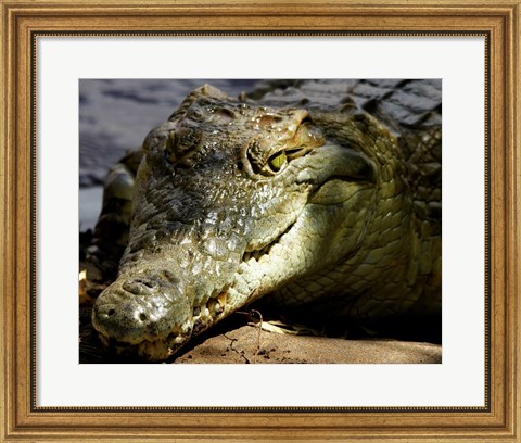 Framed Crocodile Print