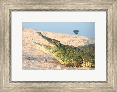 Framed Open Mouth Crocodile Print