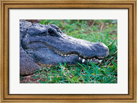 Framed Alligator - in the grass Print