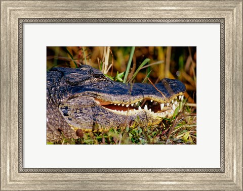 Framed Alligator - close up Print