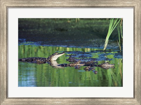Framed Group of American Alligators in water Print