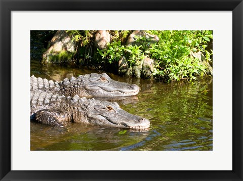 Framed American alligators in a pond, Florida, USA Print