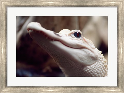 Framed Albino Alligator Print