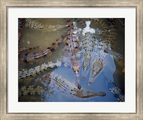 Framed High angle view of crocodiles in a pool of water Print