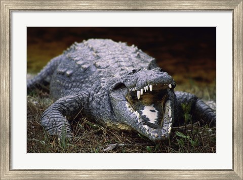 Framed Close-up of an American Crocodile Open Mouth Print