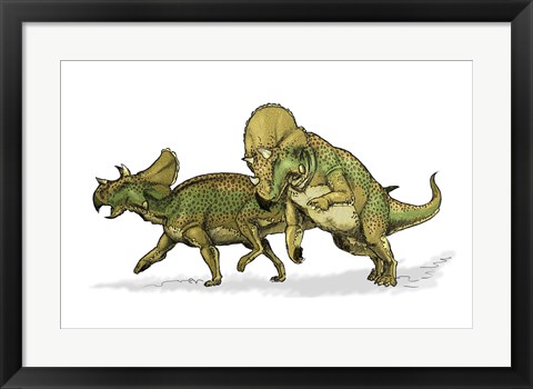 Framed Avaceratops Print