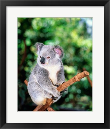 Framed Koala on a tree branch, Lone Pine Sanctuary, Brisbane, Australia (Phascolarctos cinereus) Print