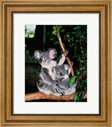 Framed Koala and its young sitting in a tree, Lone Pine Sanctuary, Brisbane, Australia (Phascolarctos cinereus) Print