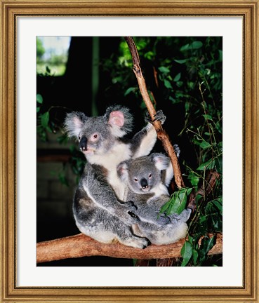 Framed Koala and its young sitting in a tree, Lone Pine Sanctuary, Brisbane, Australia (Phascolarctos cinereus) Print