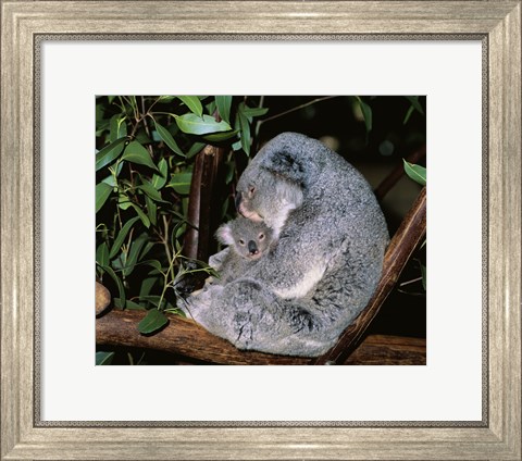 Framed Koala hugging its young, Lone Pine Sanctuary, Brisbane, Australia (Phascolarctos cinereus) Print