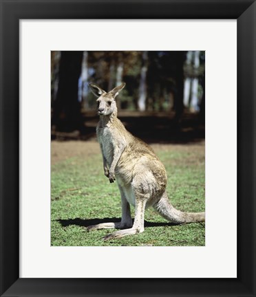 Framed Kangaroo in a field, Lone Pine Sanctuary, Brisbane, Australia Print