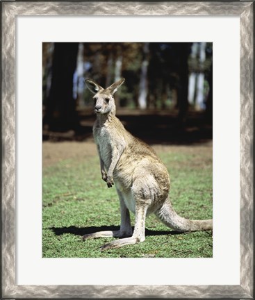 Framed Kangaroo in a field, Lone Pine Sanctuary, Brisbane, Australia Print