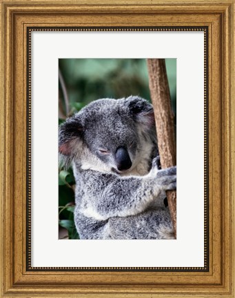 Framed Koala Bear Australia Print