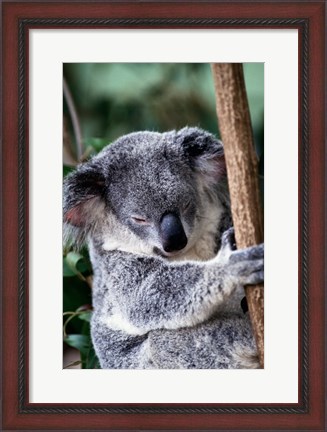 Framed Koala Bear Australia Print