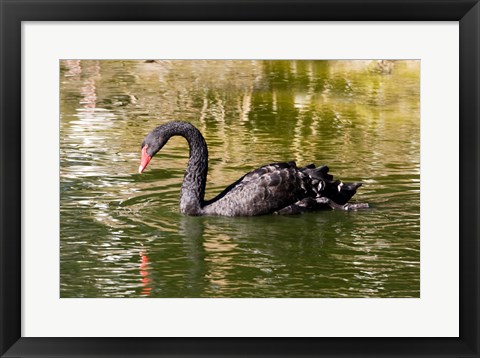 Framed Black swan (Cygnus atratus) swimming in a pond, Australia Print