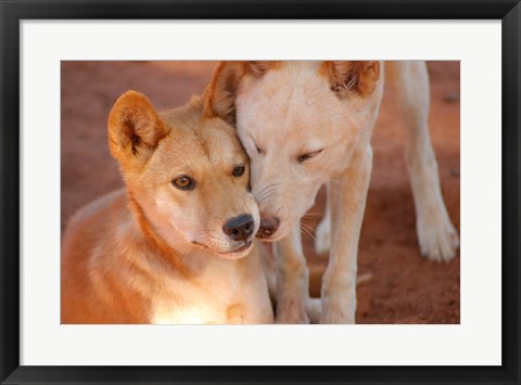 Framed Close-up of two dingoes, Australia Print