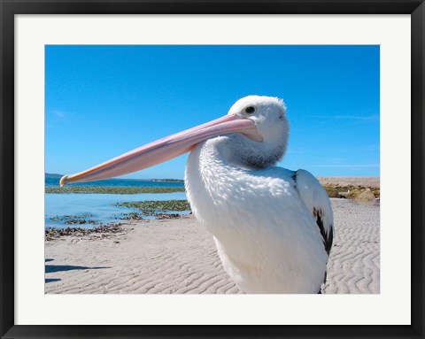 Framed Close-up of a pelican, Eyre Peninsula, Australia Print