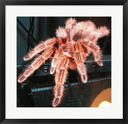 Framed Chilian Fire Hair Tarantula Print