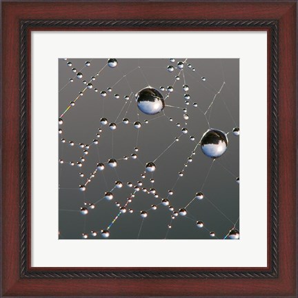 Framed Dew on Spider Web Print