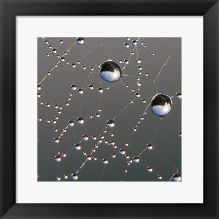 Framed Dew on Spider Web Print