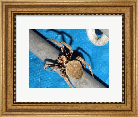 Framed Spider, Garden Orb Weaver Print
