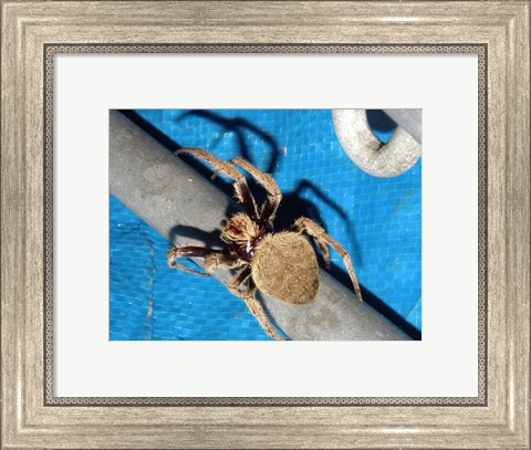 Framed Spider, Garden Orb Weaver Print