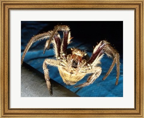 Framed Spider, Garden Orb Print