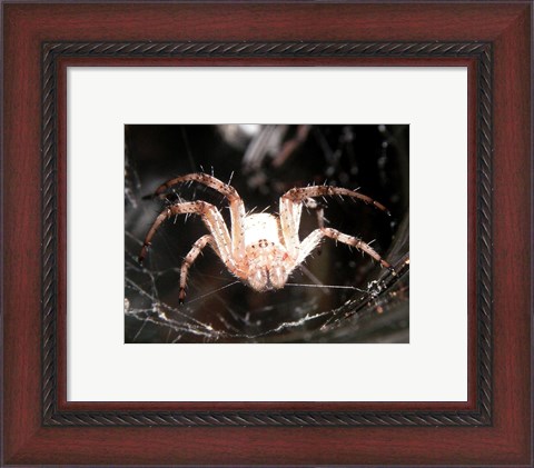 Framed Spider In Web Print