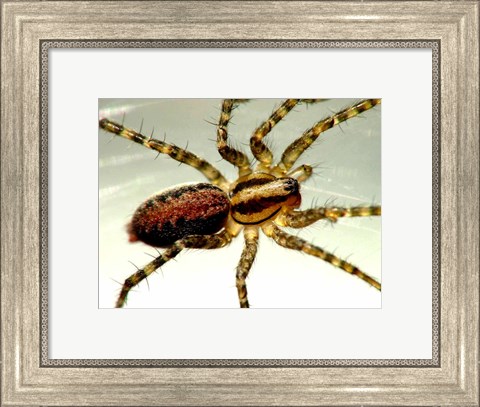 Framed Spider Close Up Print
