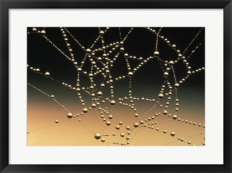 Framed Water Drops on Spiderweb Print