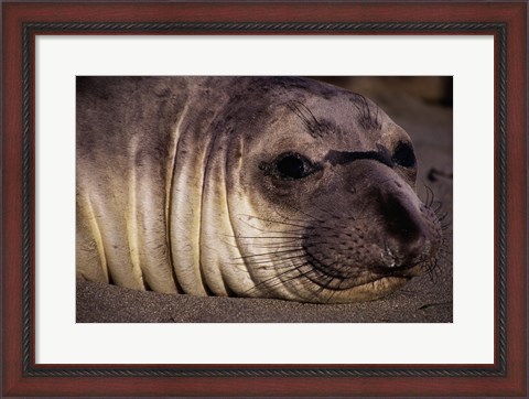Framed Seal - close Print