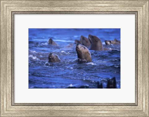Framed Steller Sea Lions Print