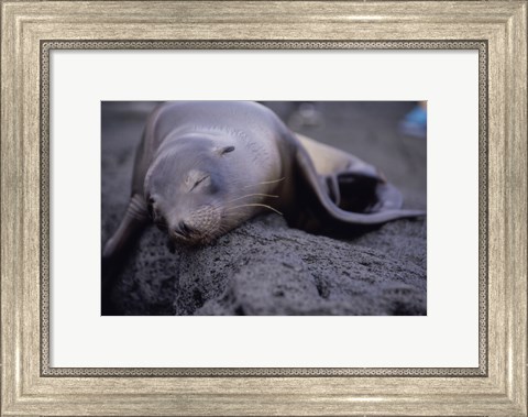 Framed Close-up of a Sea Lion sleeping on a rock, Galapagos Islands, Ecuador Print