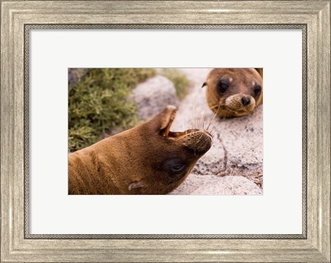 Framed Close-up of two Sea Lions relaxing on rocks, Ecuador Print