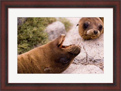 Framed Close-up of two Sea Lions relaxing on rocks, Ecuador Print