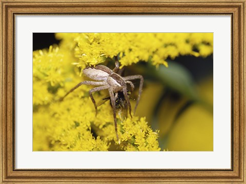 Framed Close-up of a Lynx Spider carrying a bee Print