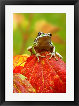 Framed Close-up of a Green Tree Frog on a leaf Print